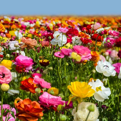 Have You Ever Seen True Beauty? It May be the Ranunculus Flower