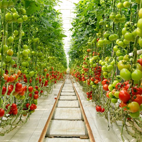 How Does a Greenhouse Work?