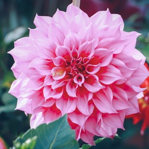 Four Popular Flowering Plants to Brighten Up Your Day