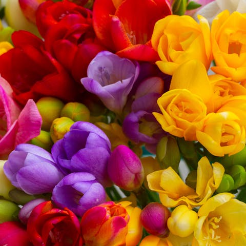 Discover One of the Most Used Flowers in Perfume: The Freesia Flower