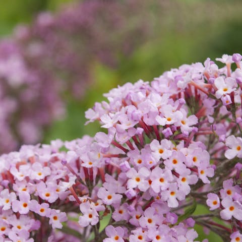 Six Lovely Flowers That Attract Hummingbirds