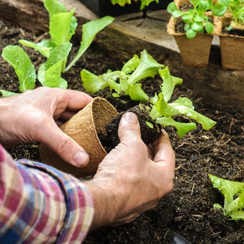 When Transplanting A Plant from A Pot To The Ground, You Should Follow These Few Steps