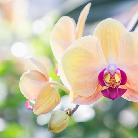 Orchid Symbolism Is Hiding a Wonderful Meaning