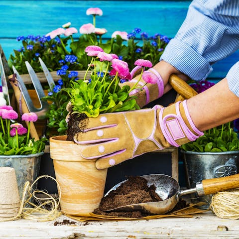 How to Pot a Plant