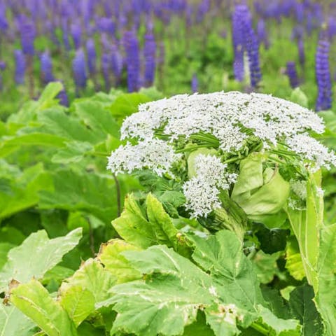 What is the Most Poisonous Plants to Humans?