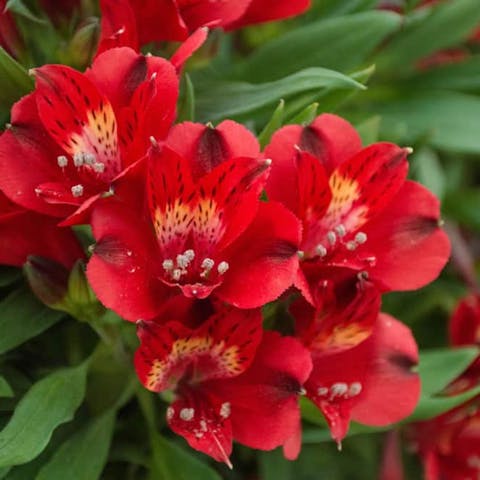 What is the Peruvian Lilies Meaning?