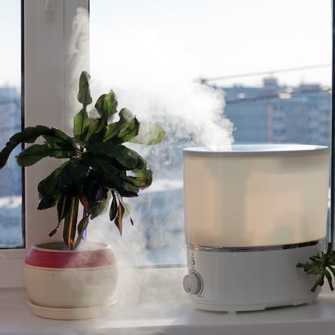Top Air-purifying Indoor Plants for Sale