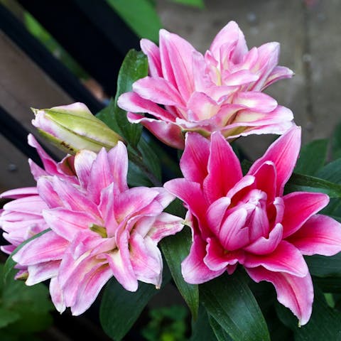 What Are Some Great Flowers Under $20? 