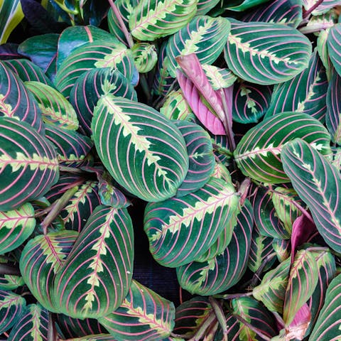 Prayer Plant Care for New Owners