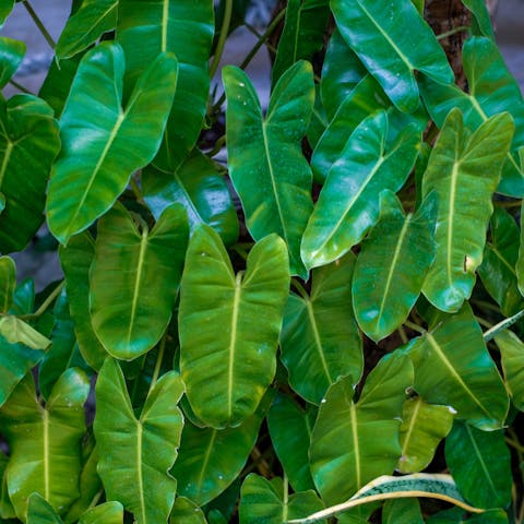 Learn About Philodendron Care To Have A Nice Garden