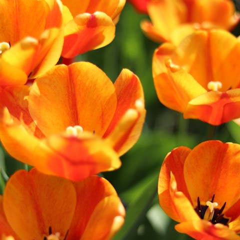 Get to Know More about the 50 State Flowers