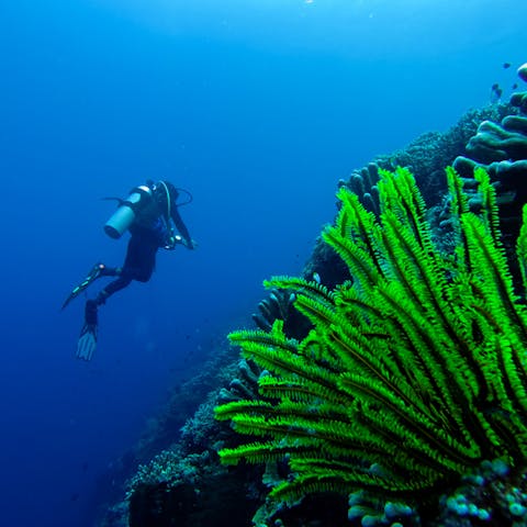Underwater Plants: Understanding and Planting Aquatic Flowers and Greenery