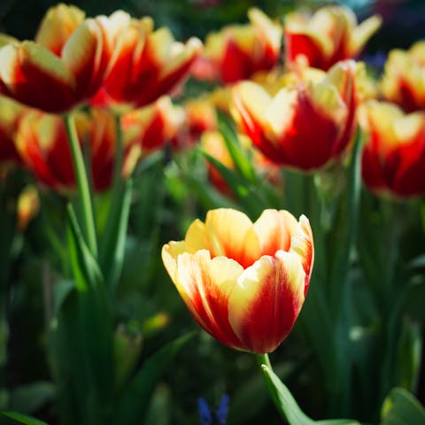 Get to Know About the Amazing Tulip Colors from Nature