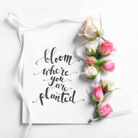 Quotes About Roses And Their Meanings 