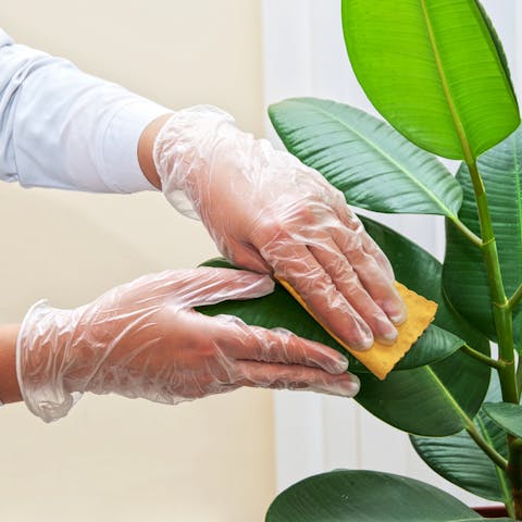 What Should You Know about Rubber Plant Care?