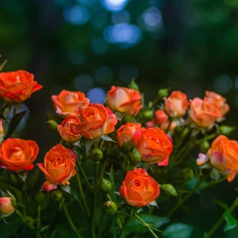 What is The Orange Rose Meaning?