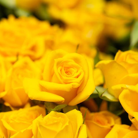 Learn Special Yellow Roses Meaning to Send to Your Beloved Ones on Different Occasions