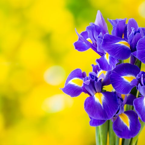 The Iris Flower Meaning Is Full of Love and Deep Trust