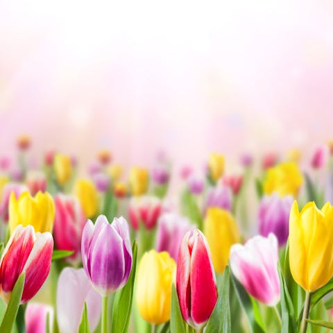 Tulip Flower Meanings, History, And Symbolism