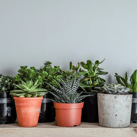 Discover the Most Beautiful Small Indoor Plants to Brighten Your House