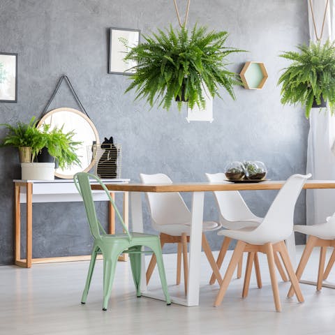 Hanging Indoor Plants – Ideas, Tips and More