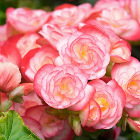 The Captive World of Flowers Names