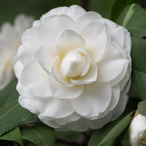 Black and White Flowers: The Best of Black and White Flower Combinations