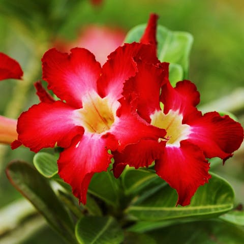 The Ultimate Azalea or Azalia Plant Care