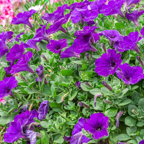 The Most Beautiful Annuals That Bloom All Summer 