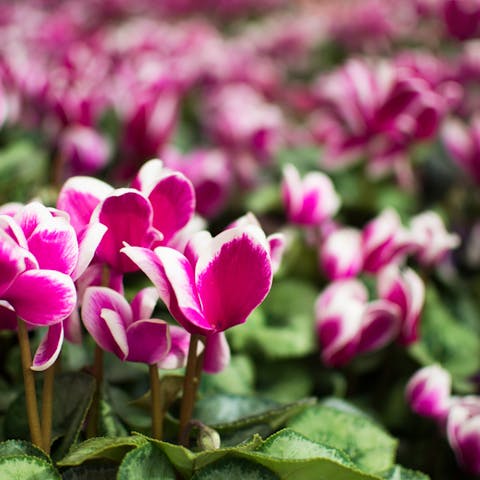 Poisonous Flowers – The Nature’s Weapon