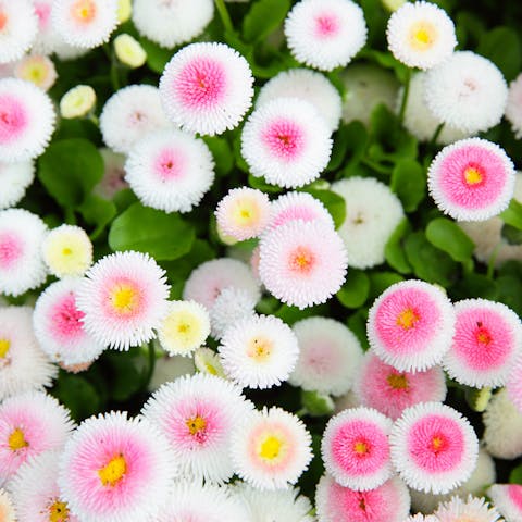Distinguish the Difference Between Annual Vs Perennial Plants