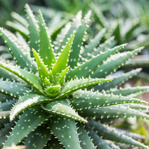 What You Should Know about Aloe Vera Plant Care