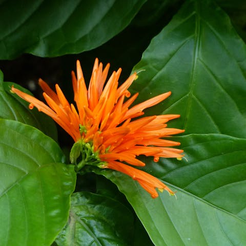Mexican Flowers: 10 Beautiful Flowers Native to Mexico