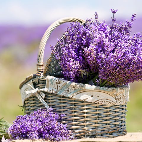 Flower Love: The Many Types of Lavender