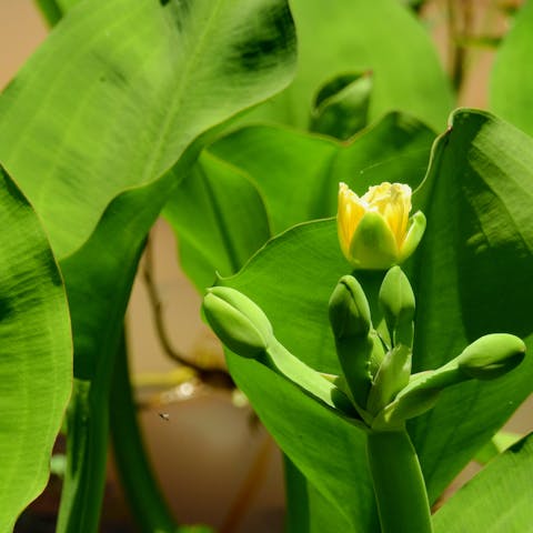 Plant Exotic Flowers and Get a Taste of a Full-Time Holiday