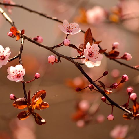 Japan and its Flowers are Beautiful and Mind-Blowing