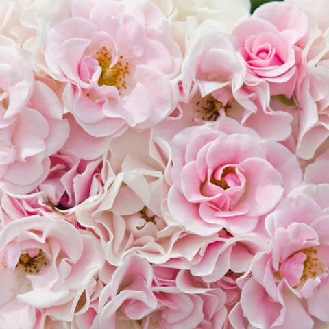 Pink Flower Names – Ideas for Gifts, Decorations, And More 