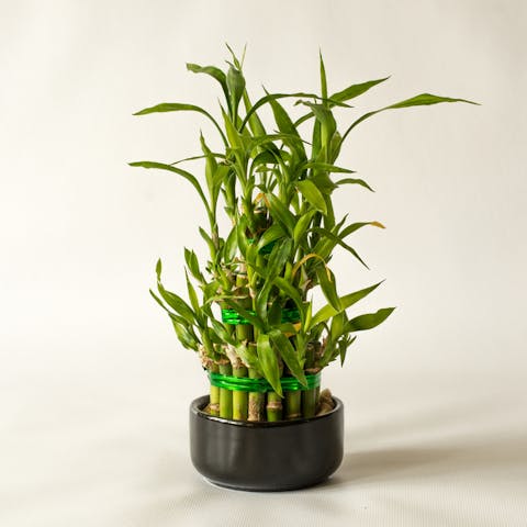 Discover Useful Lucky Bamboo Care Tips to Plant This Charming Houseplant in Your Garden