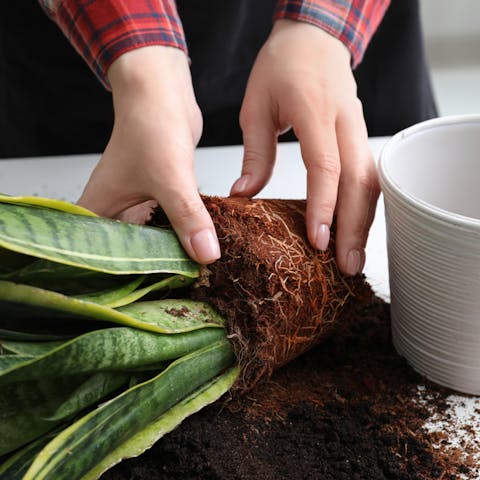 How To Repot A Plant – Tips for Success