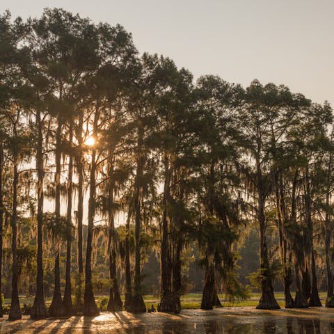 Cypress Tree – The Beautiful Crown