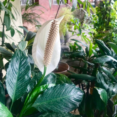Peace Lily Care – The Tropical Beauty