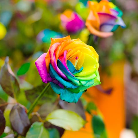 Rainbow Roses Are Beautiful, Stunning, and Make a Perfect Choice of Joyous Gift for Every Special Occasion