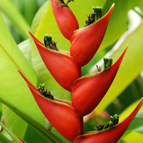 Tropical Flowers Are Unique And So Attractive