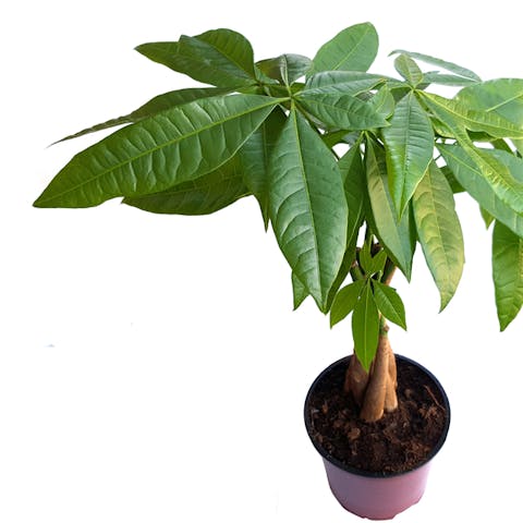 Money Tree Care – All You Need to Know