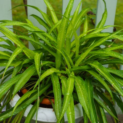 Spider Plant Care – Freshen Up Your Home Decor
