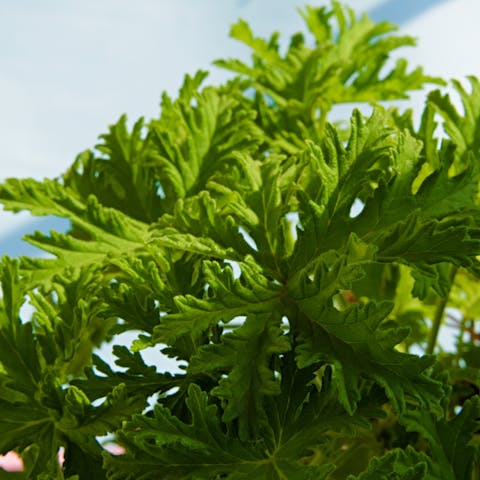 Mosquito Repellant Plants: Top 5 Plants That Naturally Repels Mosquitoes