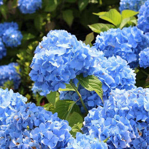 Blue Flower Names and other Blue Flower Information