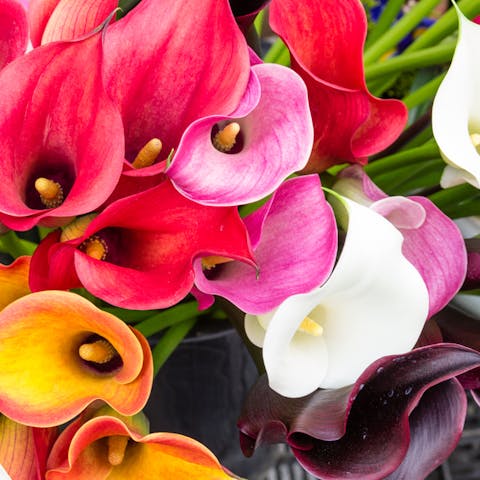 Symbolism Behind Calla Lilies