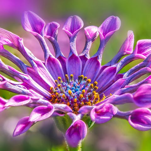 Enjoy the Beautiful African Daisy with Their Unique Shape
