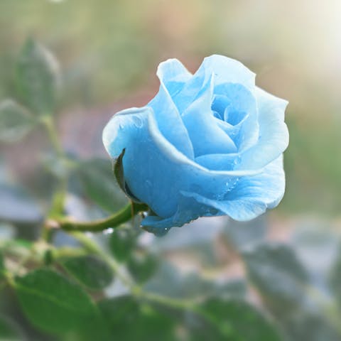 Discover the Meaning of Rose Colors to Surprise Your Beloved Ones on All Occasions